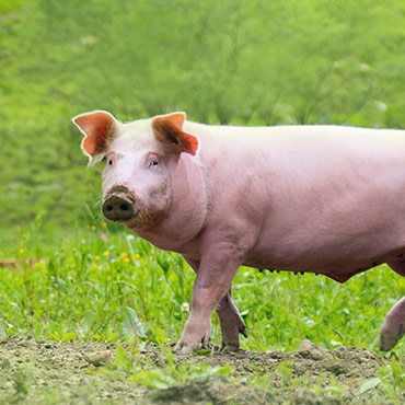 Transformation de viande de porc
