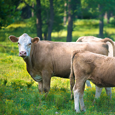 Transformation de viande de bœuf